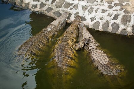 Crocodiles in the La Vanilla reserve, Mauritius