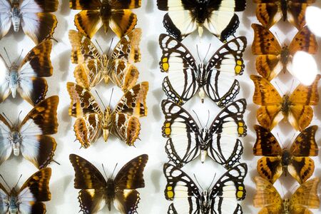 Butterfly collection set of insects moths with multicolor wings behind a glass showcase. Mauritius. La vanille.の写真素材