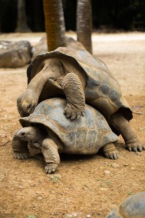 mating of large Seychelles turtles in the zoo.の写真素材