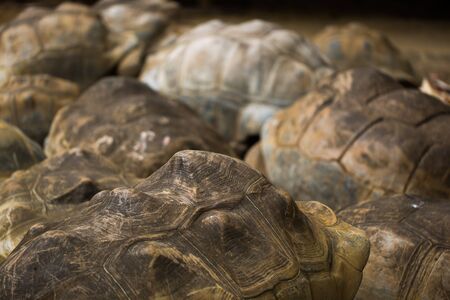 Many giant tortoises in the national Park La Vanille, Mauritius