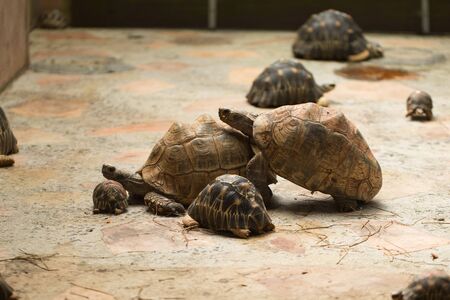 mating of large Seychelles turtles in the zoo.