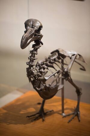 The skeleton of the Dodo on Mauritius, La Vanille.の写真素材