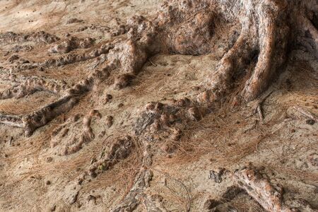 the root of a tree on the sandy soil on the ocean shore.の写真素材