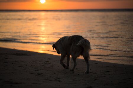 The dog is on the shore of the Indian ocean at sunsetの写真素材