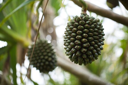 Pandanus fruit on a tree in the garden.の写真素材