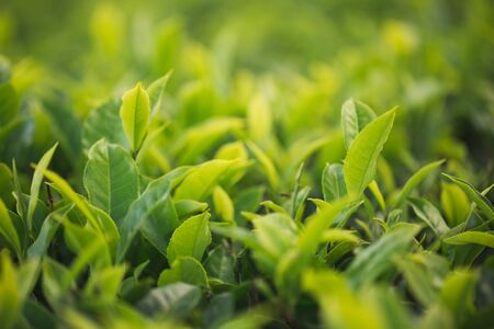 Green tea bud and fresh leaves. Tea plantationsの写真素材