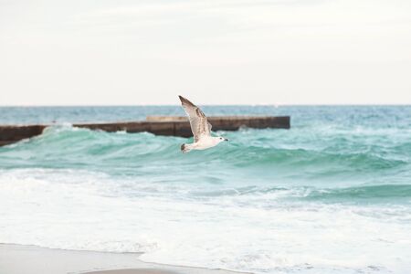 A Seagull flies over the sea close-up.