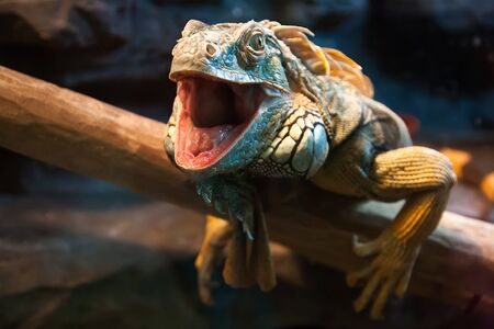 Close-up of a male green iguana. Green iguana reptile portrait close-upの写真素材