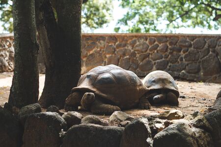 land-based Seychelles turtles eat vegetables and leaves close-upの写真素材