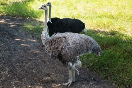Ostriches in the wild in green grassland.