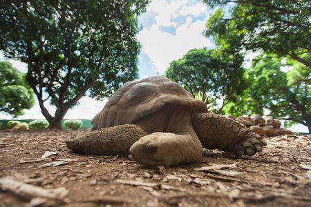 land-based Seychelles turtles in the wild close-upの写真素材