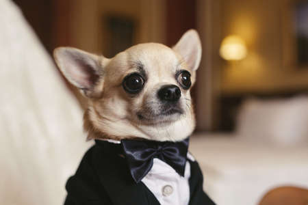 A chihuahua dog in a tuxedo at a weddingの写真素材