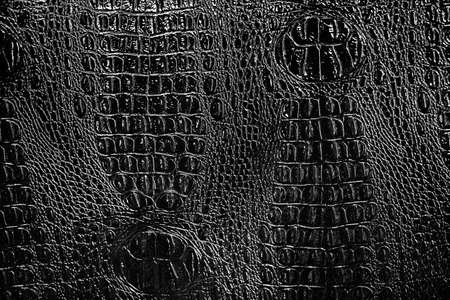 Black and white background and crocodile skin texture.の写真素材