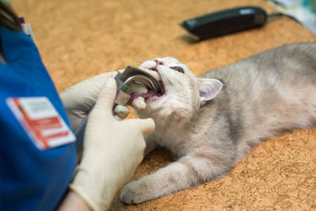 Veterinarian surgery, putting anesthesia breathing circuit set to cat mouth.の写真素材