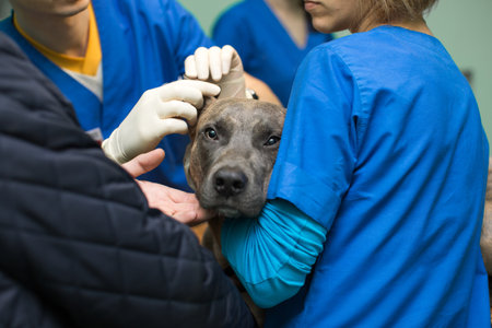 Veterinary inspection of the dogs ears before surgery.