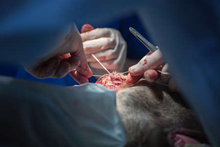 veterinarian makes surgery the dog. circumcision of the ears. the surgeon sews up the earsの写真素材