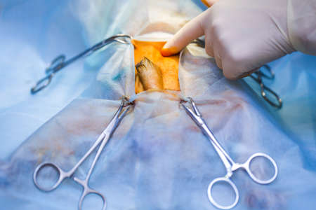 Vet doing the operation for sterilization. The cat on the operating table in a veterinary clinic. Cat in a veterinary surgery , the uterus and ovaries of a cat during surgery.の写真素材