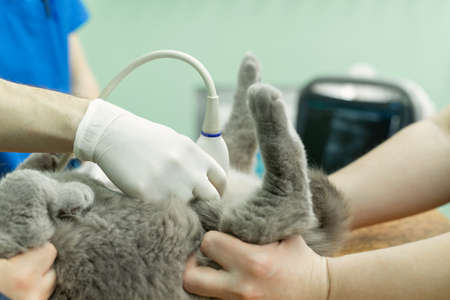 Vet does an ultrasound cat in clinic.の写真素材