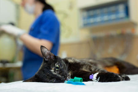 The cat on the operating table in a veterinary clinic. veterinarian sterilization operation.