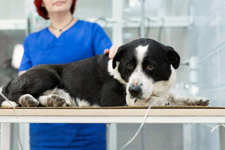 Vaccine to the dog in veterinary clinic.