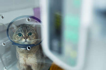 Domestic heterochromia cat wear cone pet recovery collar after surgery, anti bite lick wound healing safety.の写真素材
