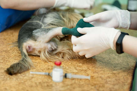 Vet puts a catheter on the dog at the veterinary clinic.