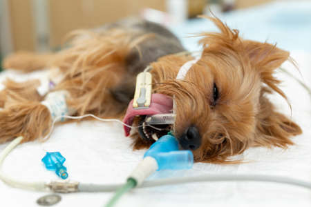 A dog on the operating table in a veterinary clinic.の写真素材