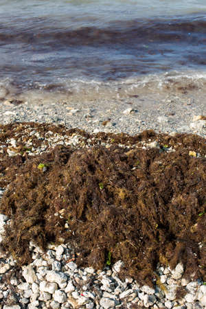 Dirty sea wave nailed to shore old dirty algae. Dirty seaweed line of sea surf on beach. Dirty sea,...