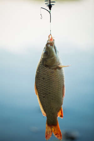 Fish on the hook on the background of water.の写真素材