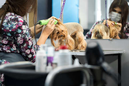 Veterinarian trimming a yorkshire terrier with a hair clipper in a veterinary clinic. Female groomer haircut Yorkshire Terrier on the table for grooming in the beauty salon for dogs.