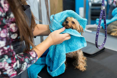 Close-up of a wet Yorkshire terrier wrapped in a blue towel on a table at a veterinary clinic. Care and care of dogs. A small dog was washed before shearing, shes cold and shivering.の写真素材