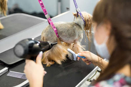 Veterinarian blow-dry a Yorkshire terrier hair in a veterinary clinic, close-up.