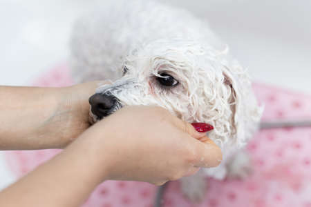 Close-up of a girl bathing her dog in the bathroom, she pours water on her from the shower. Slow...