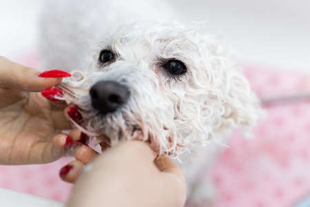 Close-up of a girl bathing her dog in the bathroom, she pours water on her from the shower. Slow motion. Care for a dog Bichon Frise, close-up. Veterinarian. Groomer. Hairdresser for animalsの写真素材