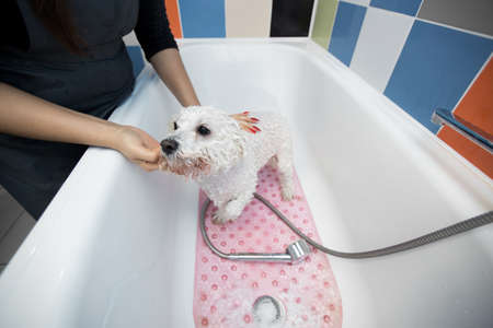 Close-up of a girl bathing her dog in the bathroom, she pours water on her from the shower. Slow motion. Care for a dog Bichon Frise, close-up. Veterinarian. Groomer. Hairdresser for animalsの写真素材