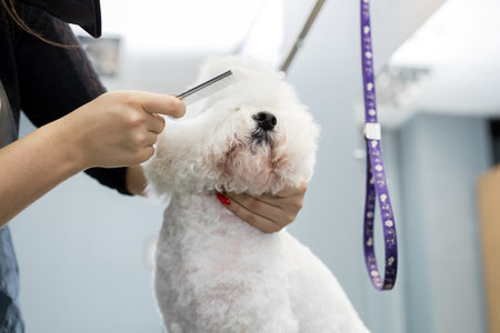 Groomer performing combing and haircut a dog Bichon Frise in the Barber shop for dogs.の写真素材