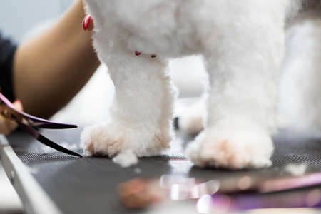 Female groomer haircut Bichon Frise on the table for grooming in the beauty salon for dogs. Process...