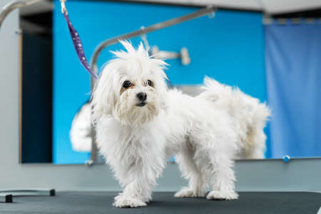 A white dog gets a haircut at a barbershop. Bolonka Bologneseの写真素材