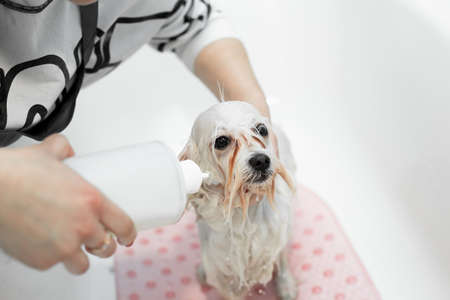 Close-up of a girl bathing her dog in the bathroom, she pours water on her from the shower. Care for a dog Bolonka Bolognese, close-up. Veterinarian. Groomer. Hairdresser for animalsの写真素材