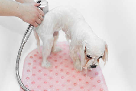 Close-up of a girl bathing her dog in the bathroom, she pours water on her from the shower. Care for a dog Bolonka Bolognese, close-up. Veterinarian. Groomer. Hairdresser for animalsの写真素材