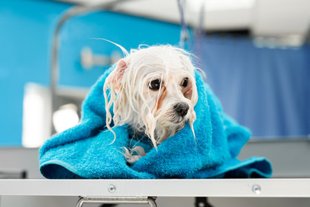 Close-up of a wet Bolonka Bolognese wrapped in a blue towel on a table at a veterinary clinic. A small dog was washed before shearing, shes cold and shiveringの写真素材