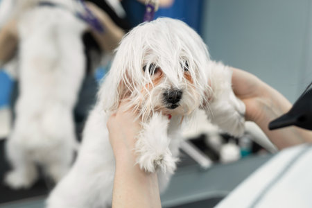 Veterinarian blow-dry a Bolonka Bologneses hair in a veterinary clinic, close-up. Haircut and grooming in the beauty salon for dogsの写真素材