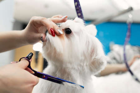 Female groomer haircut Bolonka Bolognese on the table for grooming in the beauty salon for dogs. Process of final shearing of a dogs hair with scissorsの写真素材