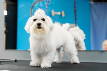 Portrait bolonka Bolognese after haircut in the cabinの写真素材