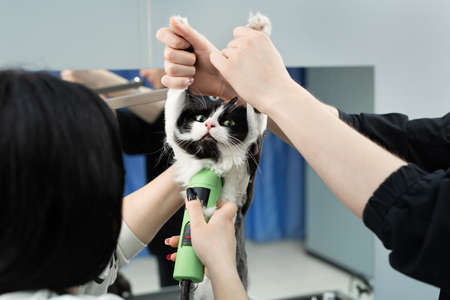 Grooming master cuts and shaves a cat, cares for a cat. The vet uses an electric shaving machine for the cat. The man helps and holds the cat by the pawsの写真素材
