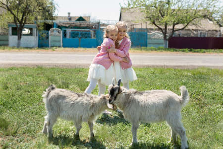 Two little twin sisters watch goats in a meadow in the village and hugの写真素材