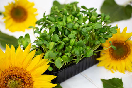 Micro-shoots of vegetable sunflower in close-up, microgreen.の写真素材