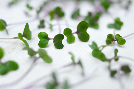 Fresh red cabbage sprouts, cut stems on white wood, top view. Kohlrabi microgreens. Growing microgreens at home. Purple and green sprouts.の写真素材