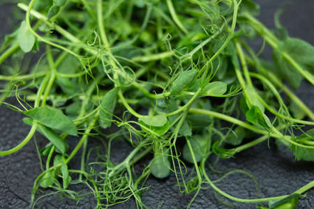 Young microgreen vegetable peas. Raw sprout vegetables germinated from plant seeds.の写真素材