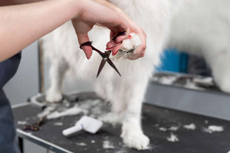 A female groomer erases a Samoyed dog with scissors. A big dog in a barber shopの写真素材